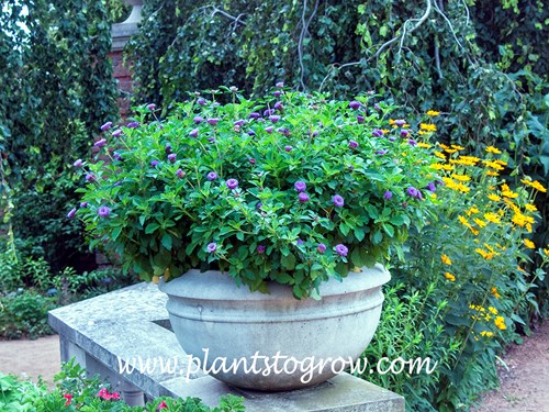 Pineapple Sangria Brazilian Button Flower (Centratherum)